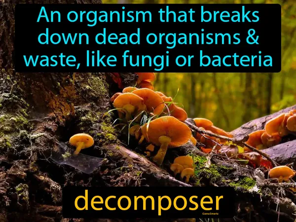 an organism that breaks down dead organisms and waste, like fungi or bacteria
