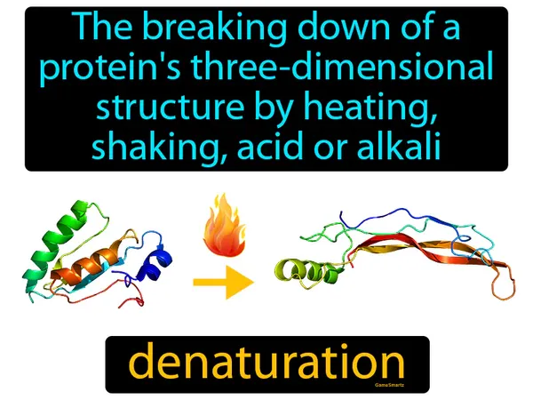 the breaking down of a protein's three-dimensional structure by heating, shaking, acid or alkali