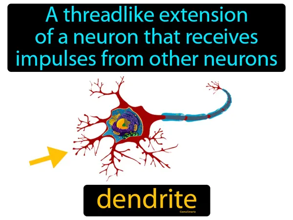 a threadlike extension of a neuron that receives impulses from other neurons