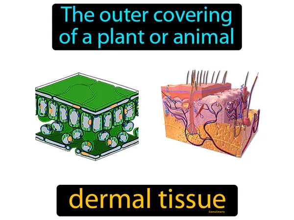 the outer covering of a plant or animal
