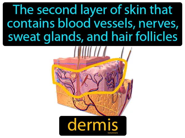 the second layer of skin that contains blood vessels, nerves, sweat glands, and hair follicles