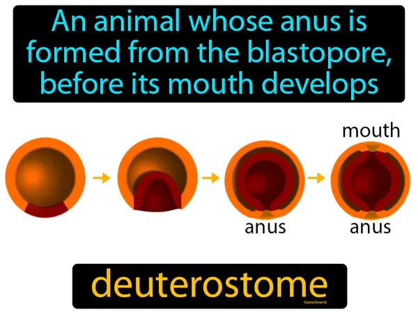 an animal whose anus is formed from the blastopore, before its mouth develops