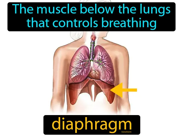 the muscle below the lungs that controls breathing