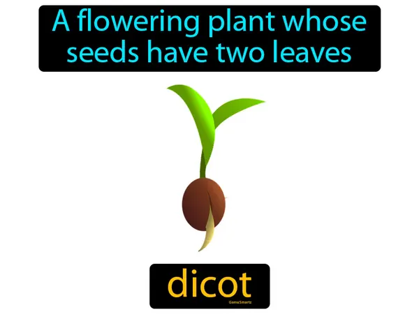 a flowering plant whose seeds have two leaves
