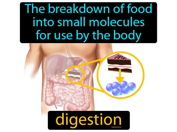 the breakdown of food into small molecules for use by the body