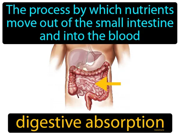 the process by which nutrients move out of the small intestine and into the blood