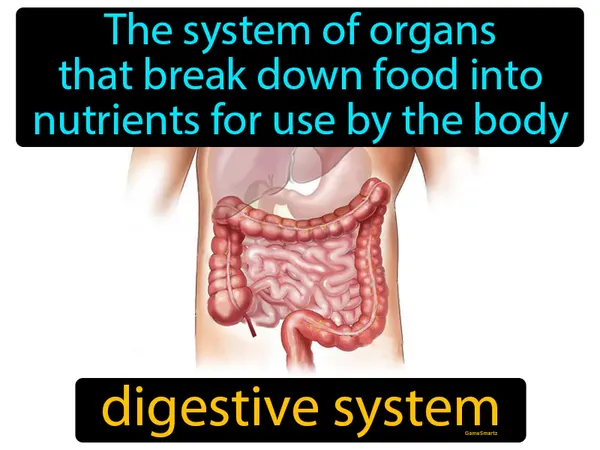 the system of organs that breaks down food into nutrients for use by the body