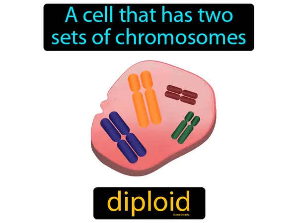 a cell that has two sets of chromosomes