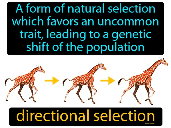 a form of natural selection which favors an uncommon trait, leading to a genetic shift of the population