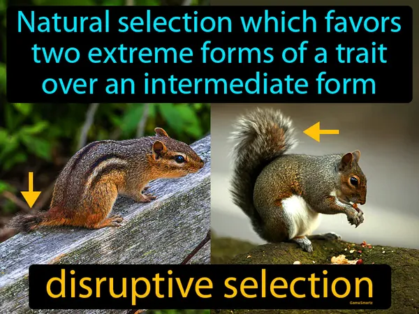 natural selection which favors two extreme forms of a trait over an intermediate form