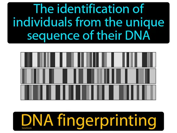 the identification of individuals from the unique sequence of their DNA