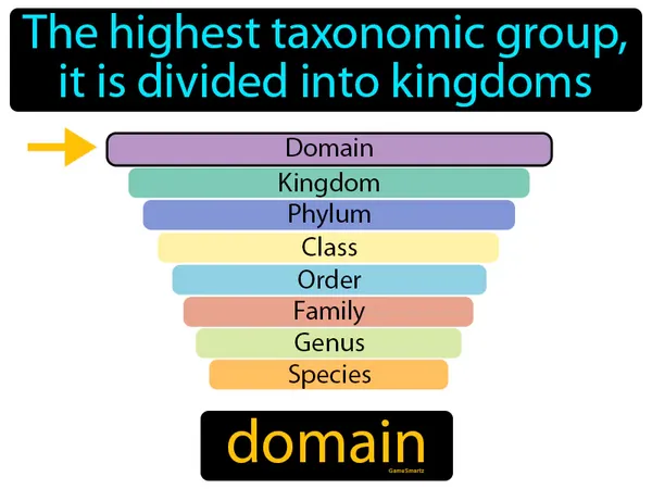 The highest taxonomic group, it is divided into kingdoms