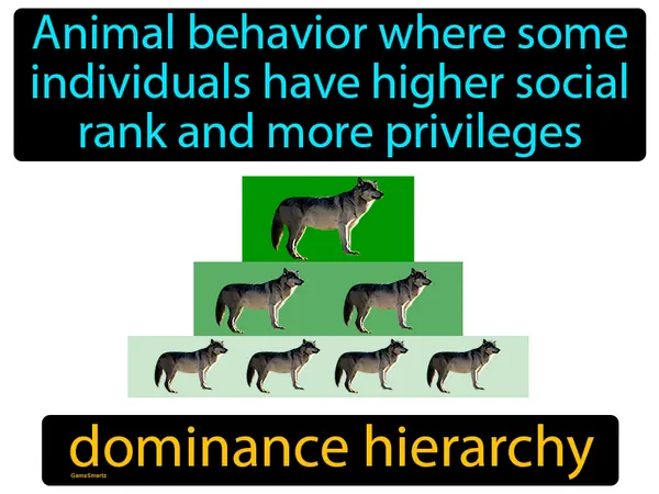 Animal behavior where some individuals have higher social rank and more privileges