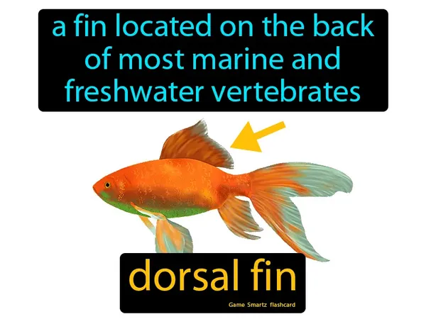 A fin located on the back of most marine and freshwater vertebrates