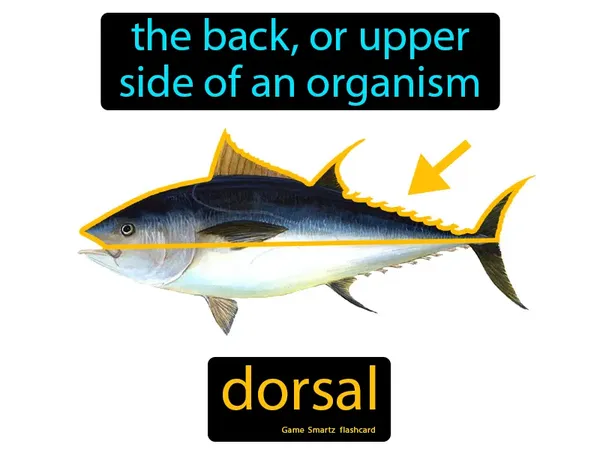The back, or upper side of an organism