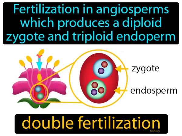 fertilization in angiosperms, which produces a diploid zygote and triploid endosperm