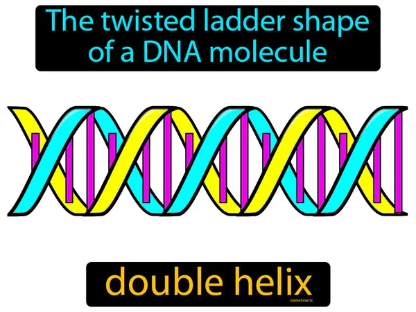 the twisted ladder shape of a DNA molecule