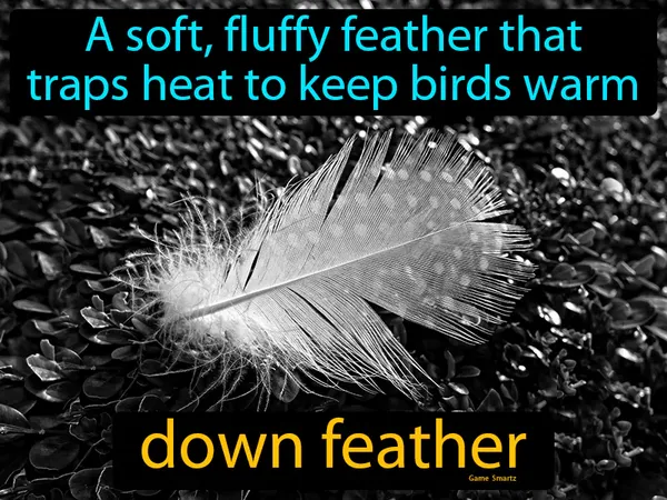 a soft, fluffy feather that traps heat to keep birds warm
