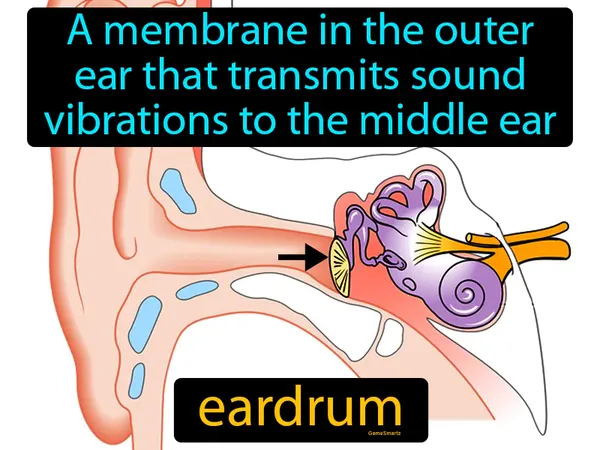 a  membrane in the outer ear that transmits sound vibrations to the middle ear