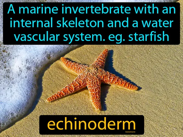 a marine invertebrate with an internal skeleton and a water vascular system, like a starfish