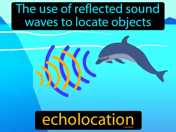 the use of reflected sound waves to locate objects