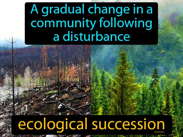a gradual change in a community following a disturbance