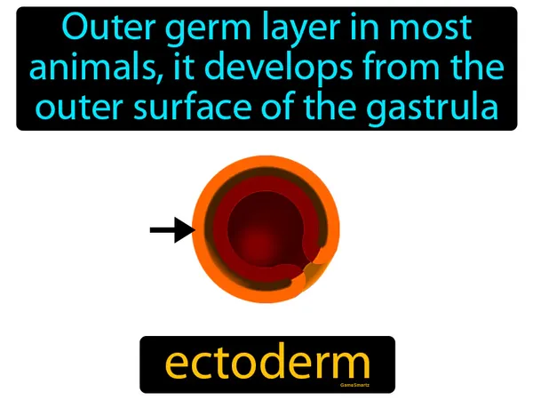 outer germ layer in most animals, it develops from the outer surface of the gastrula