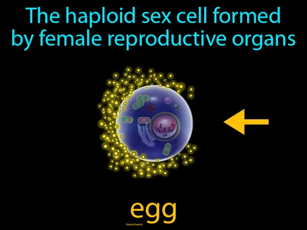 the haploid sex cell formed by female reproductive organs