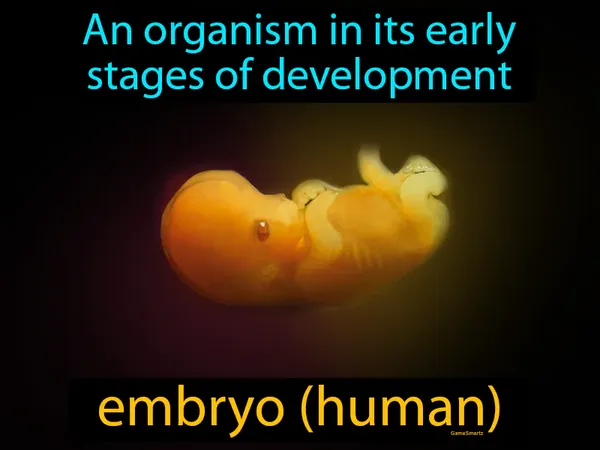 an organism in its early stages of development