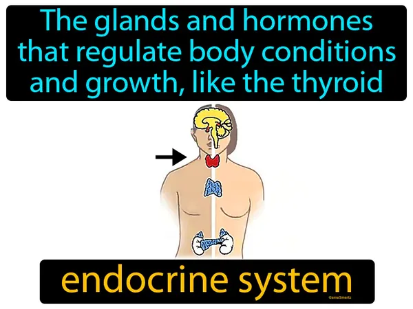 the glands and hormones that regulate body conditions and growth, like the thyroid