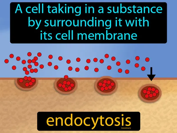a cell taking in a substance by surrounding it with its cell membrane