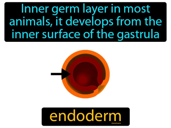 inner germ layer in most animals, it develops from the inner surface of the gastrula