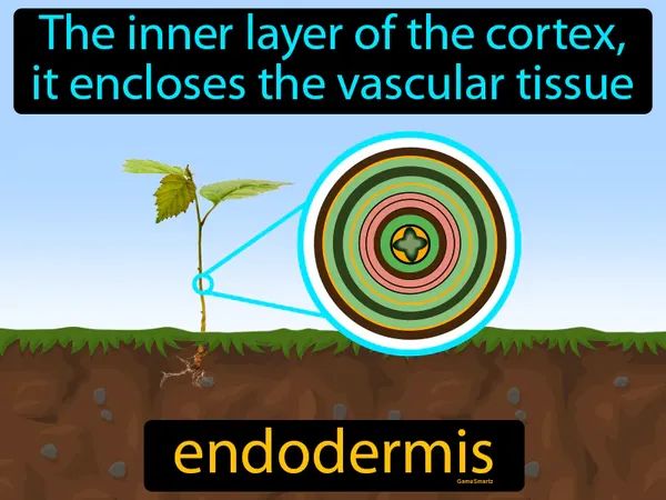 the inner layer of the cortex, it encloses the vascular tissue