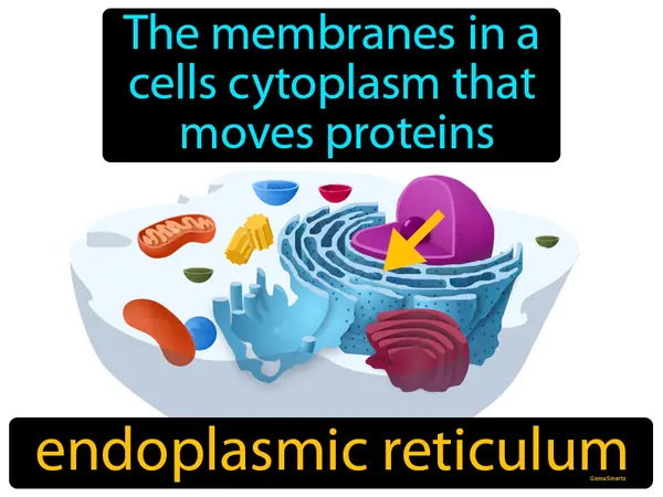 the membranes in a cells cytoplasm that move proteins