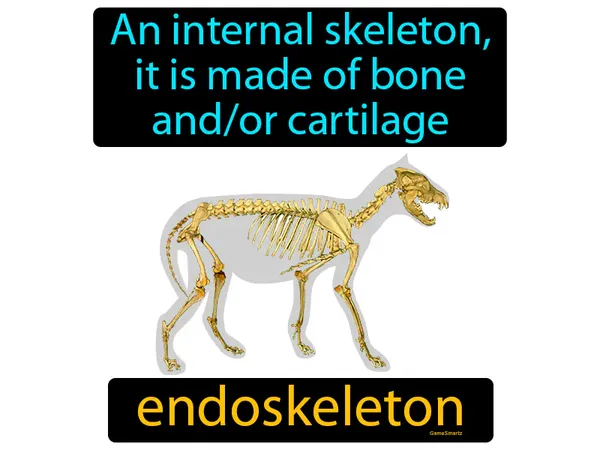 an internal skeleton, it is made of bone and/or cartilage