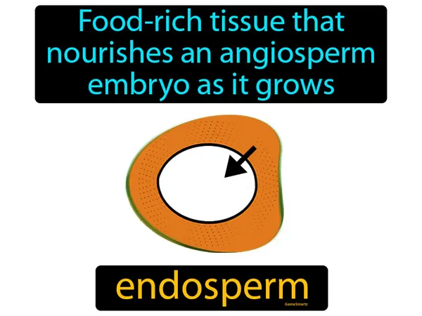 food-rich tissue that nourishes an angiosperm embryo as it grows