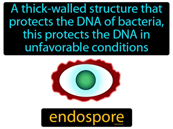 a thick-walled structure that protects the DNA of bacteria, this protects the DNA in unfavorable conditions