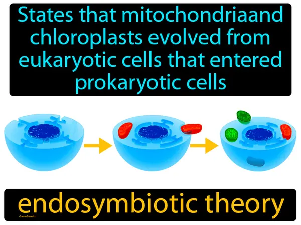 states that mitochondria and chloroplasts evolved from eukaryotic cells that entered prokaryotic cells