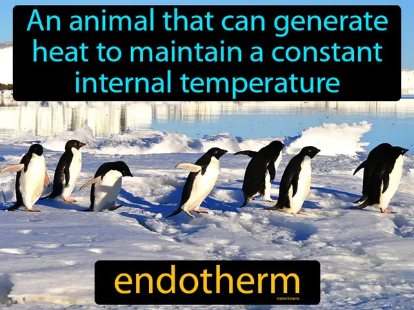 an animal that can generate heat to maintain a constant internal temperature