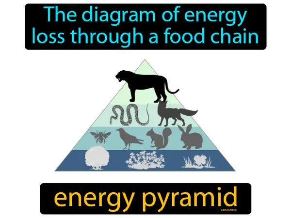 the diagram of energy loss through a food chain