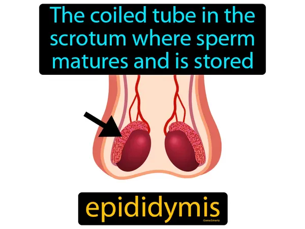 the coiled tube in the scrotum where sperm matures and is stored