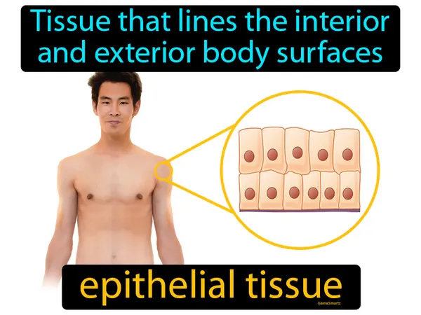tissue that lines the interior and exterior body surfaces