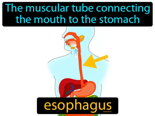the muscular tube connecting the mouth to the stomach
