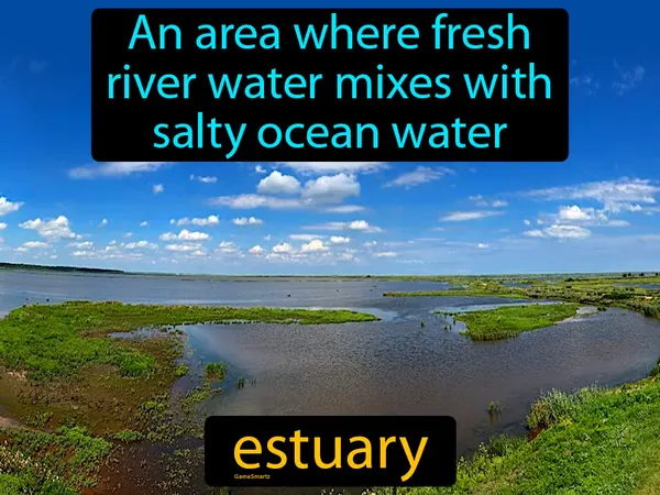 an area where fresh river water mixes with salty ocean water