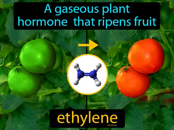 a gaseous plant hormone that ripens fruit