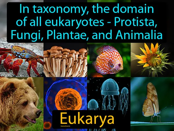 in taxonomy, the domain of all eukaryotes - Protista, Fungi, Plantae, and Animalia