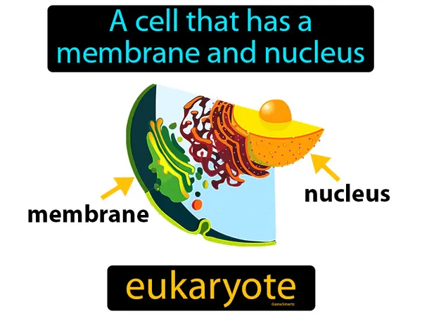 a cell that has a membrane and a nucleus