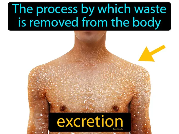 the process by which waste is removed from the body