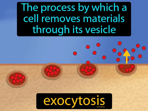 the process by which a cell removes materials through its vesicle