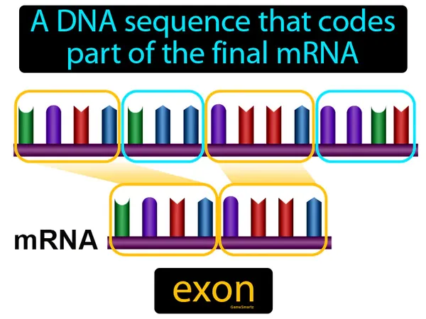 a DNA sequence that codes part of the final mRNA